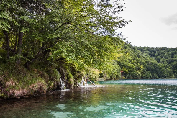 Ρέματα που εκβάλλουν στη λίμνη του δάσους. — Φωτογραφία Αρχείου