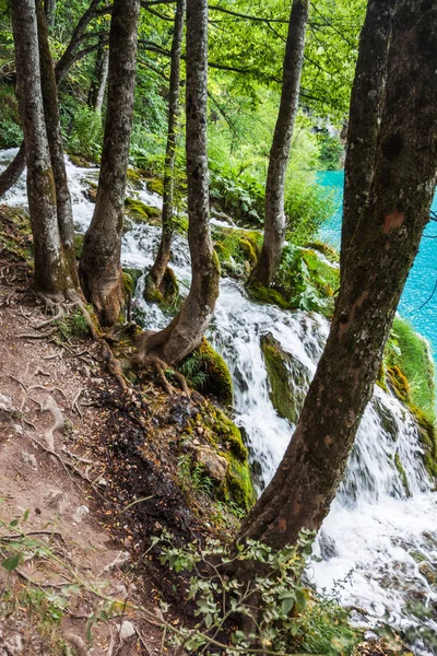 Vízfolyások-ból víz a fák között — Stock Fotó