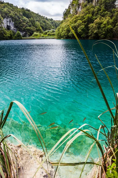 Los peces salvajes nadan en un lago del bosque —  Fotos de Stock