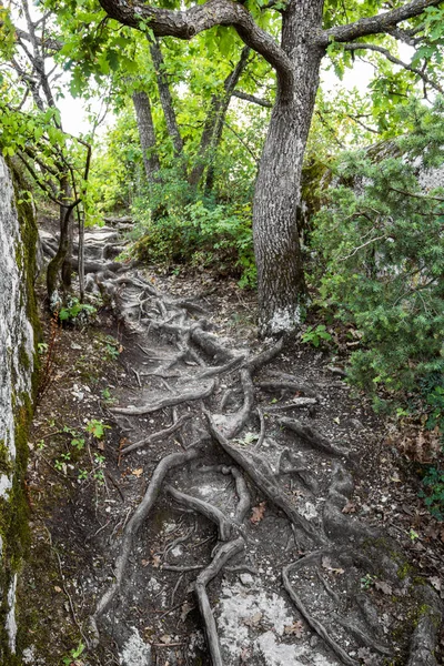 Sendero conduce a las raíces de un árbol — Foto de Stock