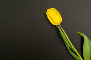 Siyah arkaplanda sarı laleler