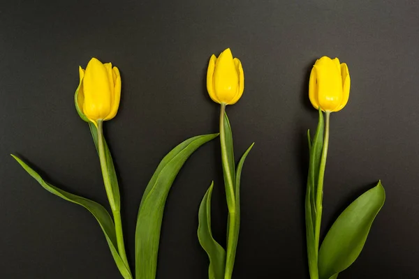 Trois tulipes jaunes sur fond noir, avec espace pour le texte . — Photo