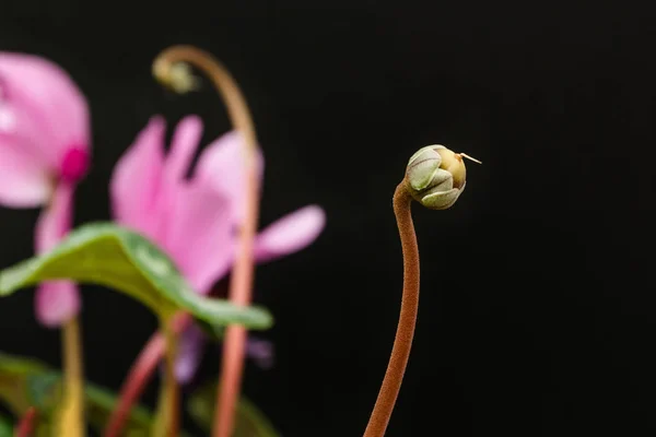 Semillas de flor de ciclamen sobre un fondo negro — Foto de Stock