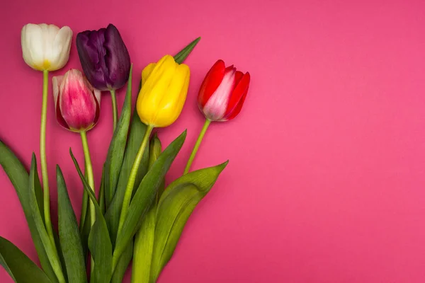 Multi-colored tulips on a pink background.
