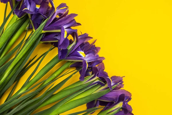 Iris çiçek sarı bir arka plan üzerinde. — Stok fotoğraf