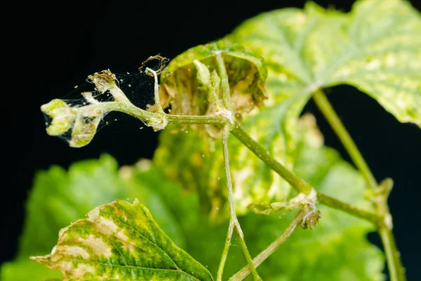 Örümcek mite parasitizes hasta ve kuru üzüm yapraklarda siyah arka plan üzerine izole.