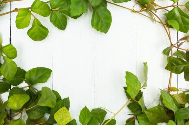 Bir sarmaşık yeşil yaprakların üzerinde beyaz ahşap arka plan, metin için yer.