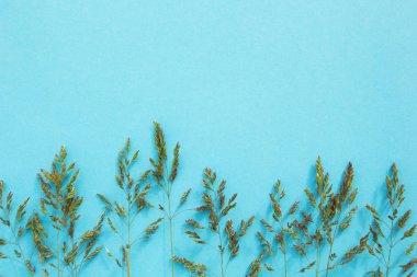 Mavi bir arka plan üzerinde yabani ot minimalizm. Metin için yer.