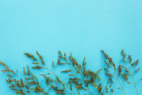 Mavi bir arka plan üzerinde yabani ot minimalizm. Metin için yer.
