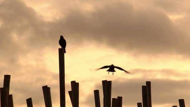Cuervos en valla de bambú al amanecer . — Vídeo de stock