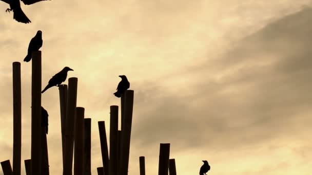 Crows on bamboo fence at sunrise. — Stock Video