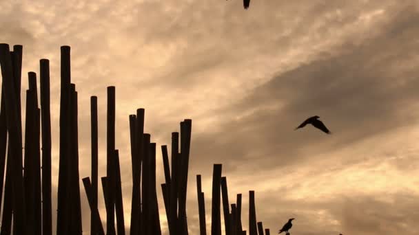 Ворони на бамбуковому паркані на сході сонця . — стокове відео