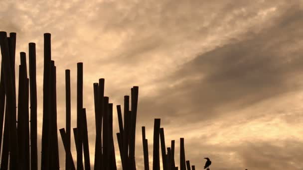 Corvos em cerca de bambu ao nascer do sol . — Vídeo de Stock