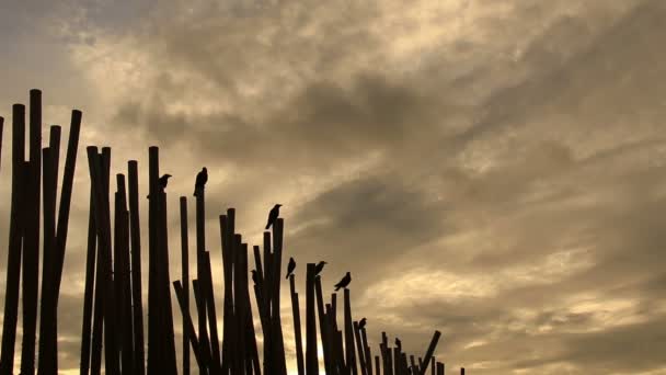 Crows on bamboo fence at sunrise. — Stock Video