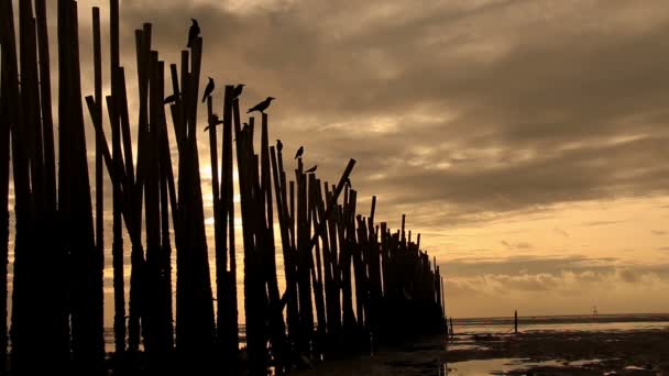 Вороны на бамбуковом заборе на рассвете . — стоковое видео