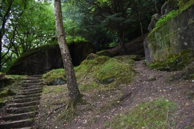 Kuzey dağlık yapraklı ormanlar. 