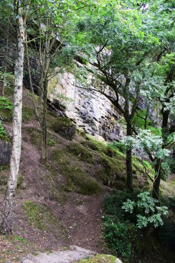 Kuzey dağlık yapraklı ormanlar. 
