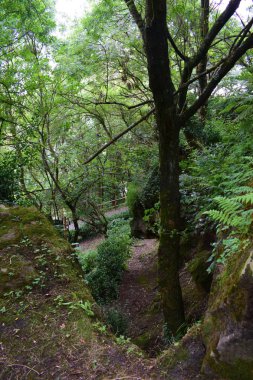 Kuzey dağlık yapraklı ormanlar. 
