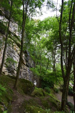 Kuzey dağlık yapraklı ormanlar. 