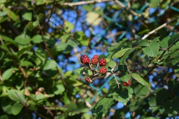 Mûres de plantes sauvages . — Photo