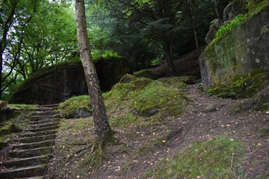 Dağlık ormanlar, doğa.