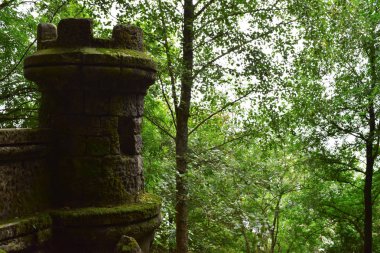 Dağlık ormanlar, doğa.