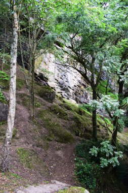 Dağlık ormanlar, doğa.