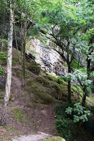 Dağlık ormanlar, doğa.