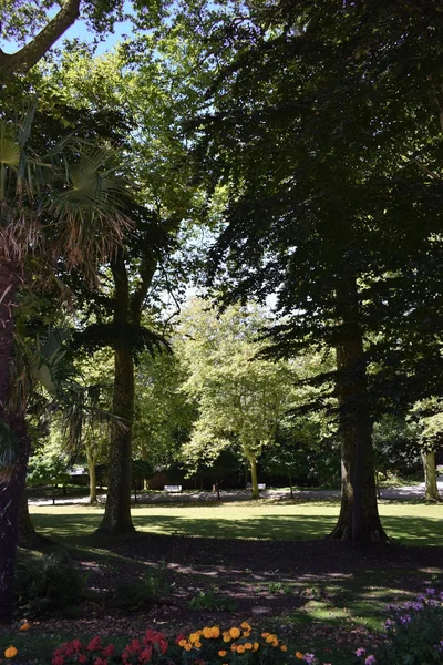 Bosques en parques . —  Fotos de Stock