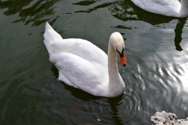 Beyaz ve gri ördek.