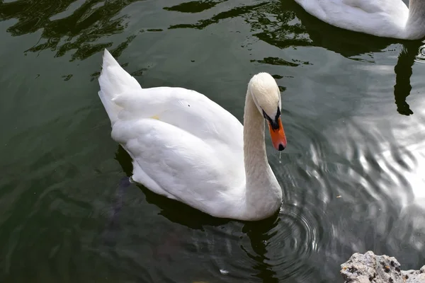 Beyaz ve gri ördek.