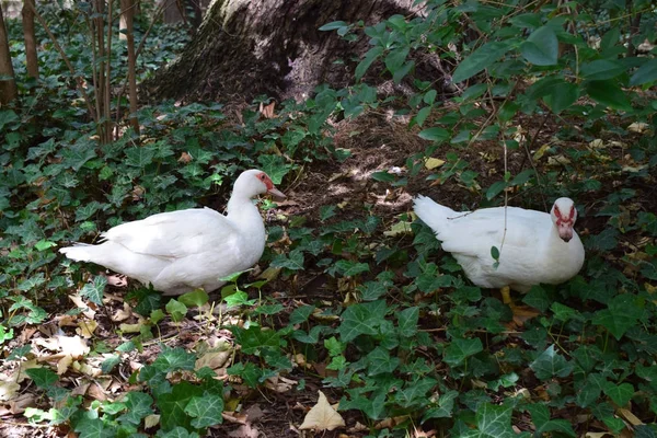 Canards blancs et gris . — Photo