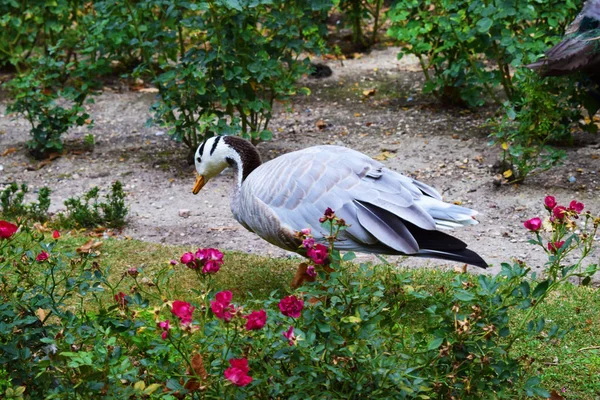 Patos brancos e cinzentos . — Fotografia de Stock