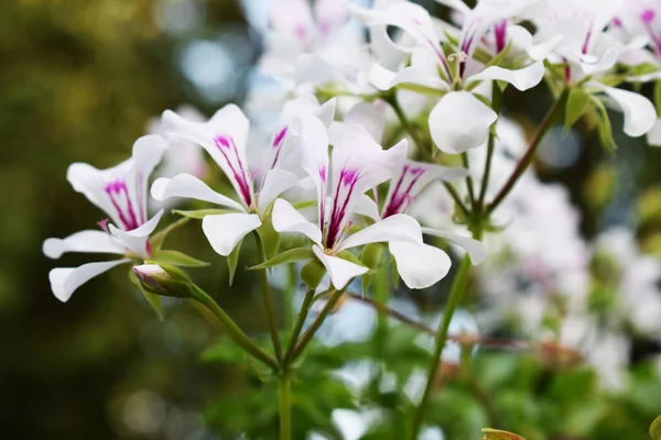 Plantas: Flores blancas . — Foto de Stock