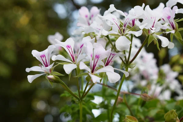 Bitkiler: Beyaz çiçekler.