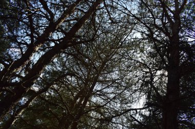 Yeşil yapraklı ağaç dallarının arka planı.