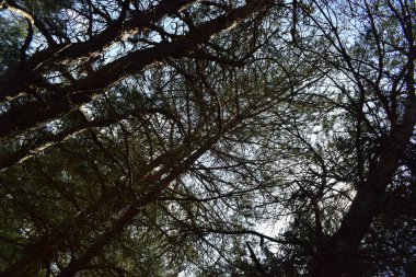 Yeşil yapraklı ağaç dallarının arka planı.