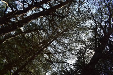 Yeşil yapraklı ağaç dallarının arka planı.