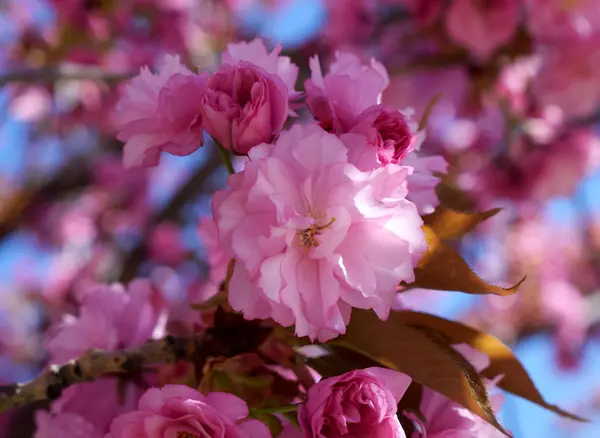Rosa Blüten der Bäume. — Stockfoto