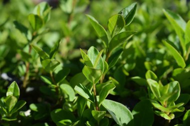 Yeşil ağaçların yaprakları.