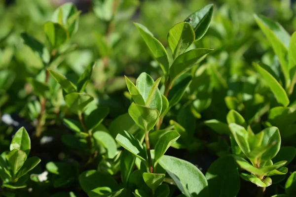 Yeşil ağaçların yaprakları.