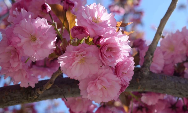 Bäume mit rosa Blüten. — Stockfoto
