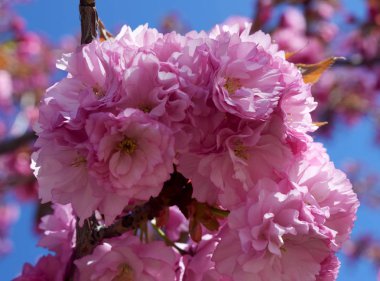 Pembe çiçekli ağaçlar.