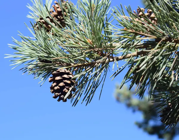 Leaves of pines. — Stock Photo, Image