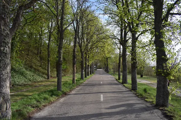 Strade infinite attraverso una foresta . — Foto Stock