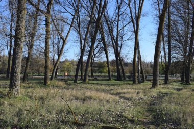 Ağaç seviyesinde, atışa bir park.