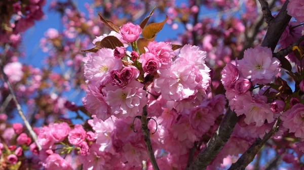 Bäume mit rosa Blüten. — Stockfoto