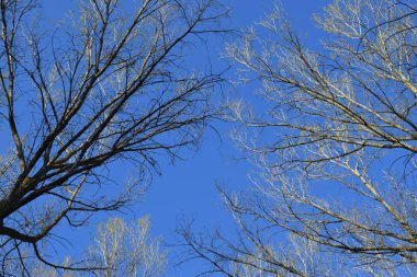 Ağaç seviyesinde, atışa bir park.