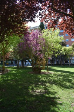 Pembe çiçekli ağaçlar.