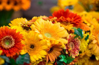 Turuncu ve Sarı Gerbera çiçekçi dükkanı veya sera